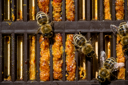 8 Frame Propolis Trap Mat