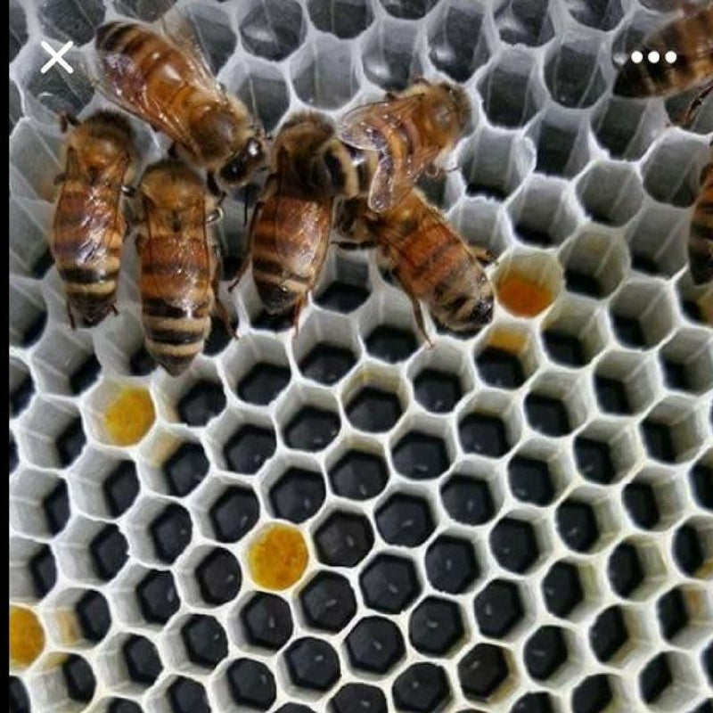 Bulk Buy - 100 x Deep Beekeeping Frames With Black Plastic Foundation