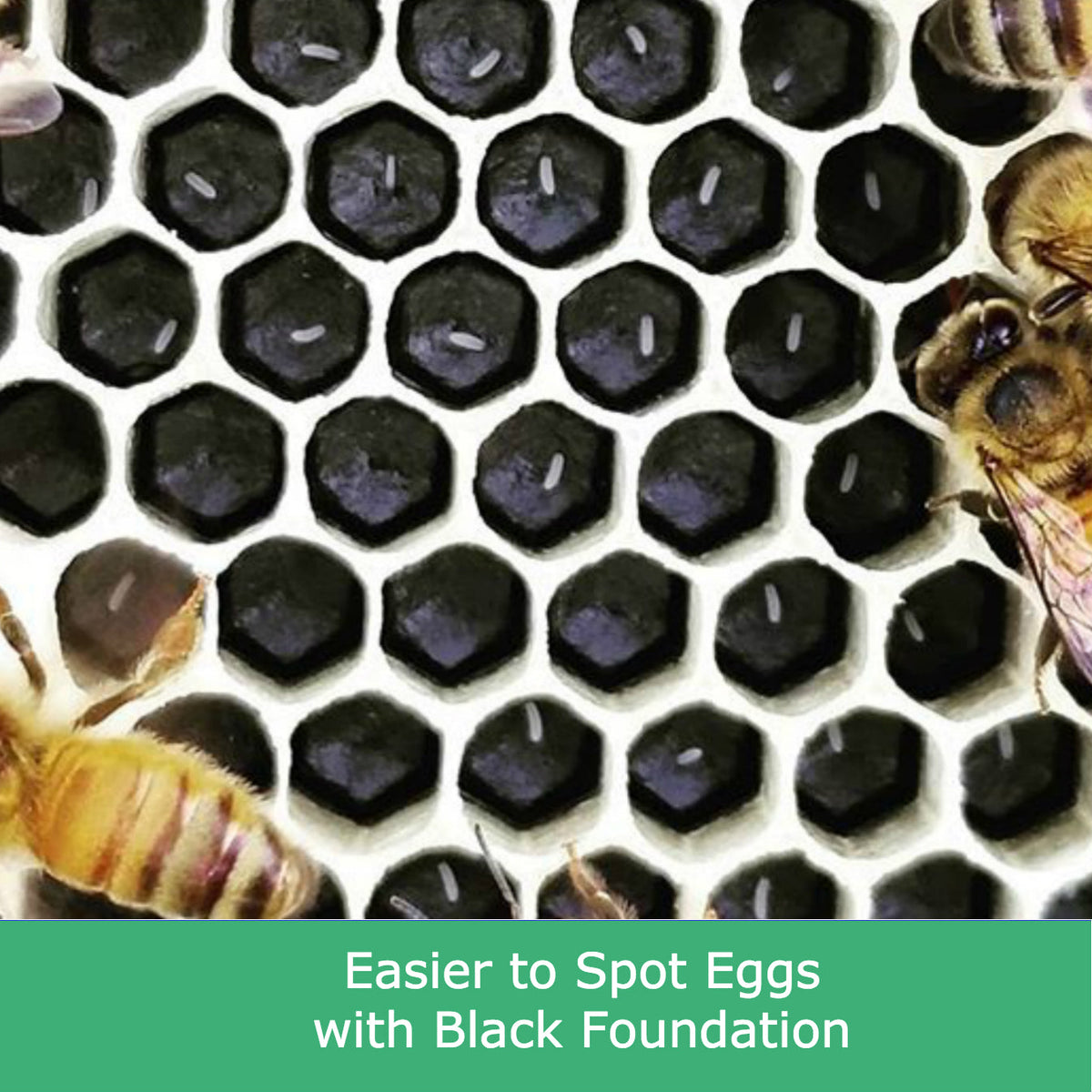 Plastic Beekeeping Foundation - Deep - Yellow or Black