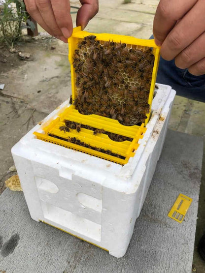 Mini Mating Nuc Hive - Queen Rearing Nuc Beehive